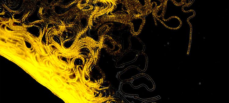 Cellular structure under a microscope